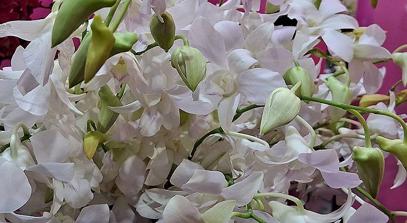 石斛蘭 白 實拍圖片4