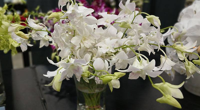 石斛蘭 白 實拍圖片8