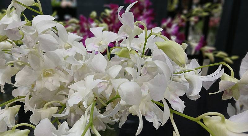 石斛蘭 白 實拍圖片9