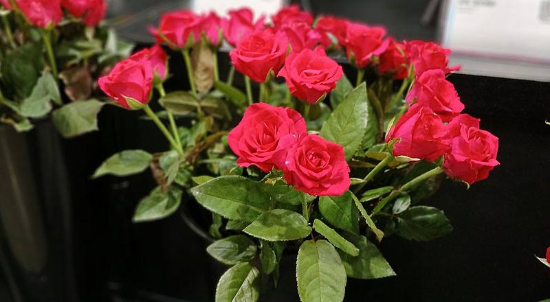玫瑰新櫻紅花材實拍圖