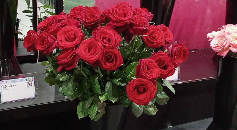 玫瑰萬年紅花材實拍圖