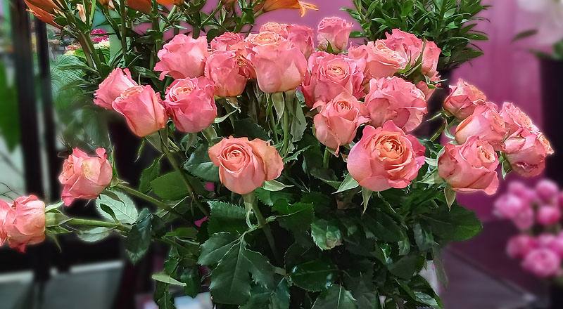玫瑰香吉士花材實拍圖
