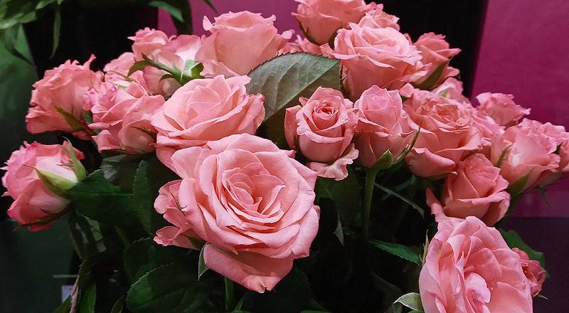 玫瑰黛安娜粉花材實拍圖