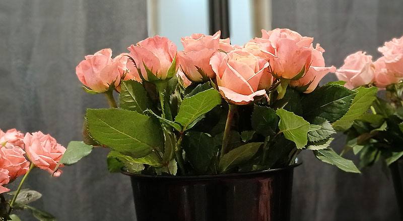 玫瑰珍愛你花材實拍圖