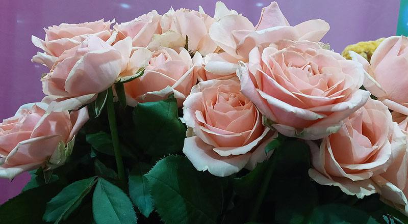 玫瑰翡翠珍珠花材實拍圖