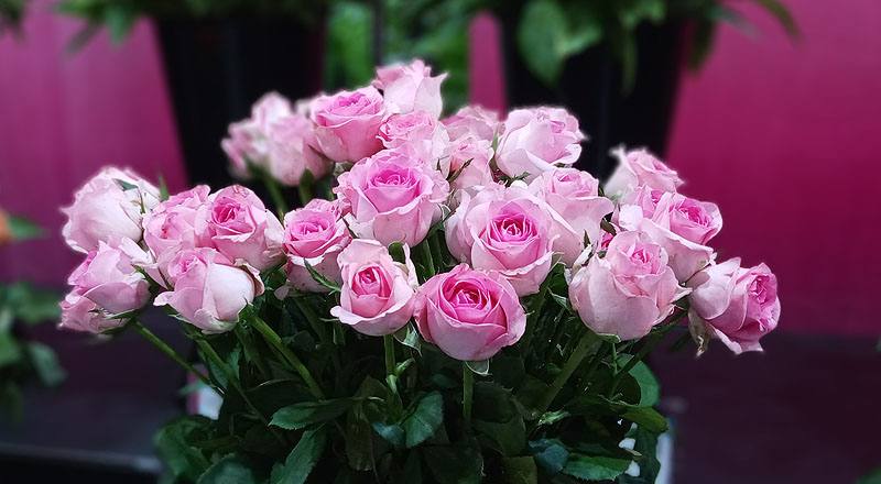 玫瑰寶貝粉花材實拍圖