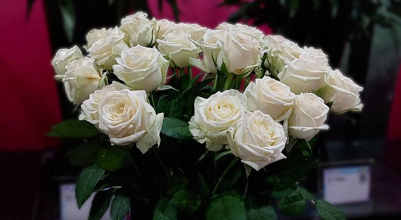 玫瑰翡翠白花材實拍圖