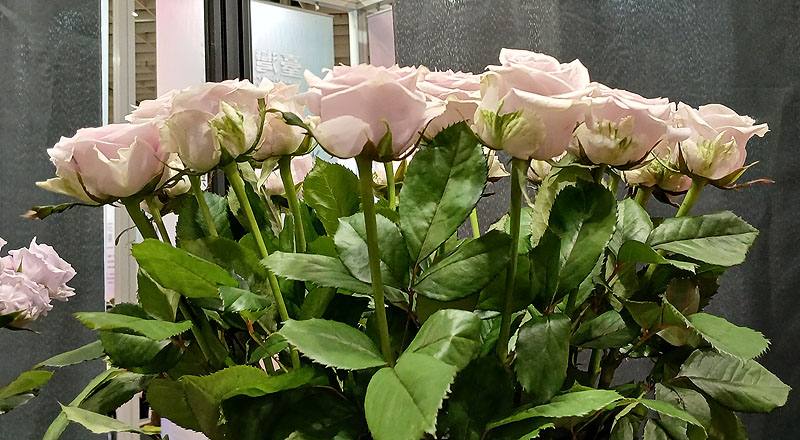 玫瑰翡翠紫花材實拍圖