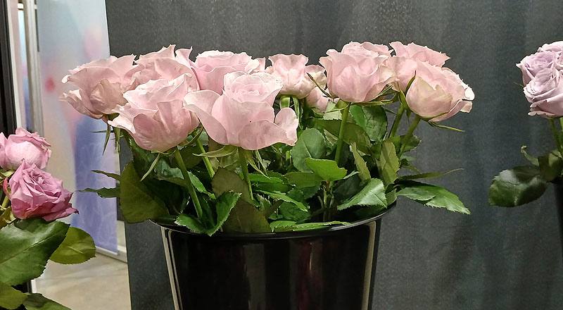 玫瑰紫霧花材實拍圖