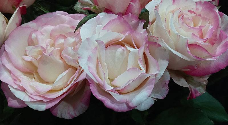 玫瑰 愛麗絲 實拍圖片5