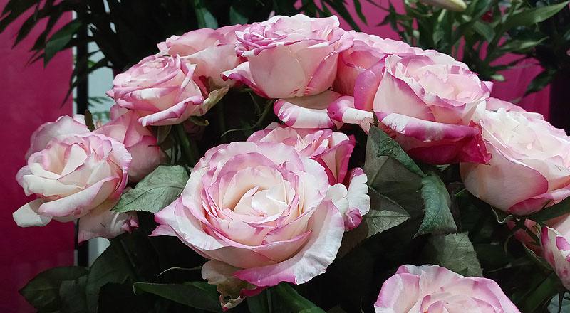 玫瑰 愛麗絲 實拍圖片4