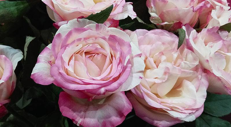 玫瑰 愛麗絲 實拍圖片6