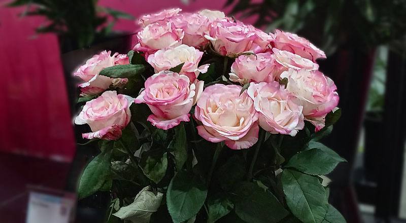 玫瑰 愛麗絲 實拍圖片2