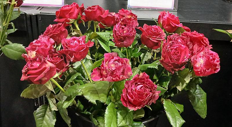 玫瑰潘朵拉花材實拍圖