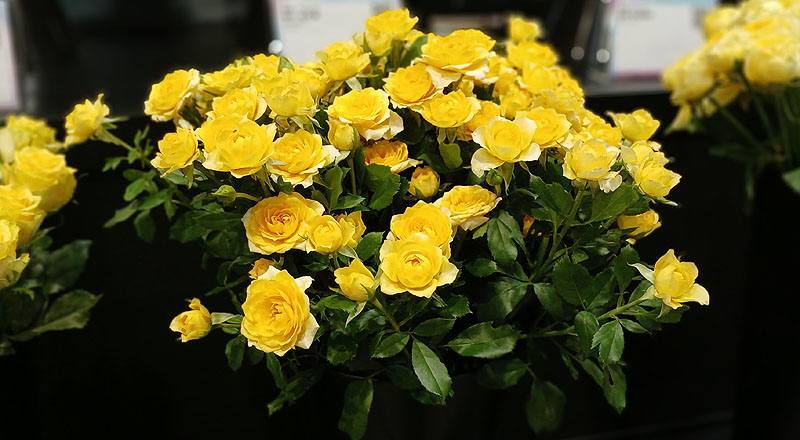 玫瑰多朵黃花材實拍圖