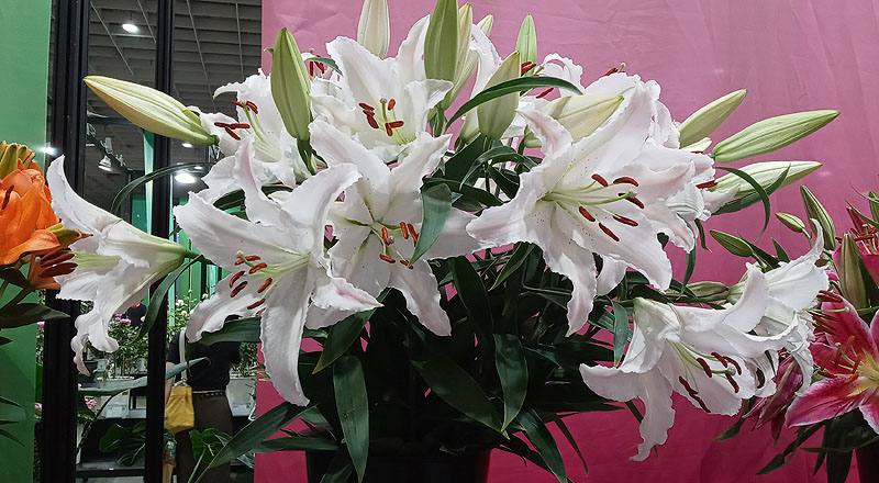 百合花馬可波羅粉花材實拍圖