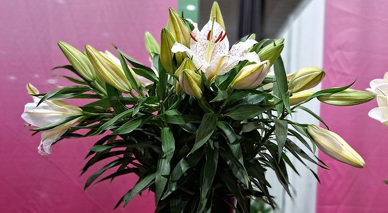 百合花水晶香水花材實拍圖