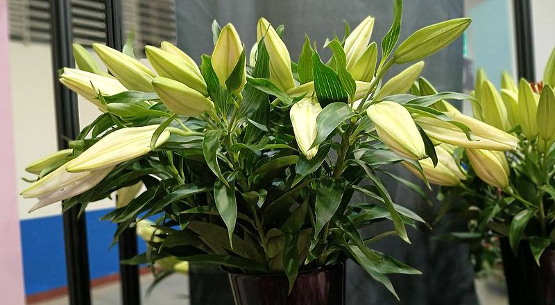 百合花|水晶香水雙朵花材實拍圖