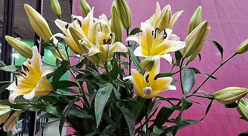 百合花OT曼尼薩花材實拍圖