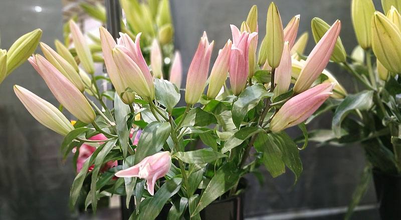 百合花節奏舞者多朵花材實拍圖