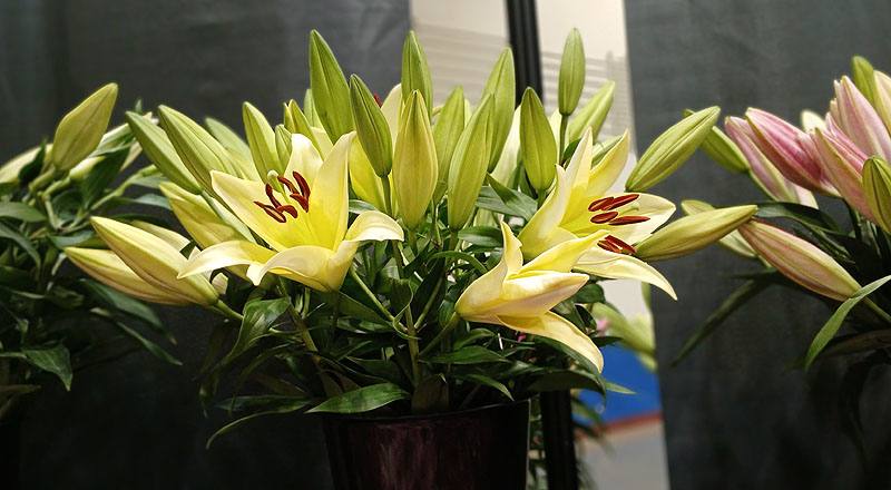 百合花貝維爾雙朵花材實拍圖