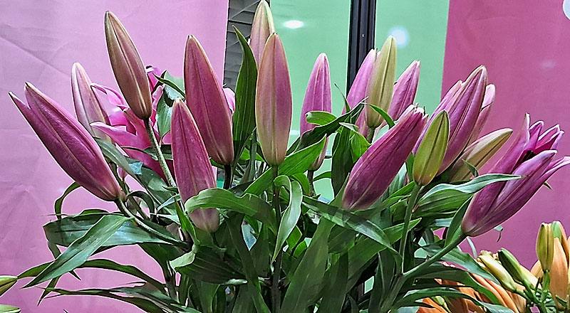 百合花OT大連花材實拍圖