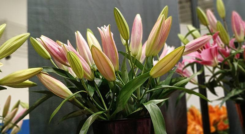 OT大連 實拍圖片8