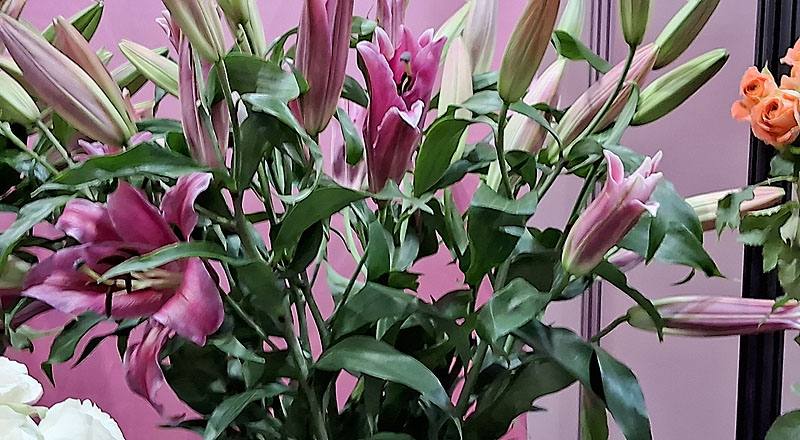 百合花|OT帕雷諾OT帕雷諾花材實拍圖