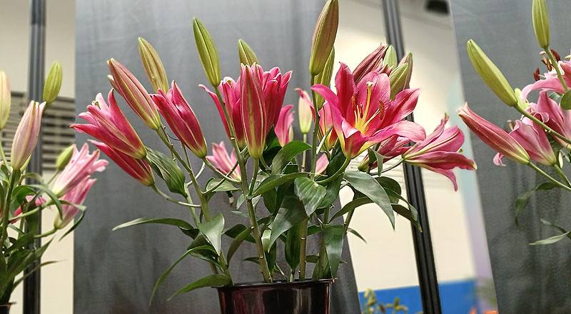 百合花雙朵花材實拍圖