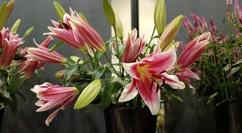 百合花多朵花材實拍圖