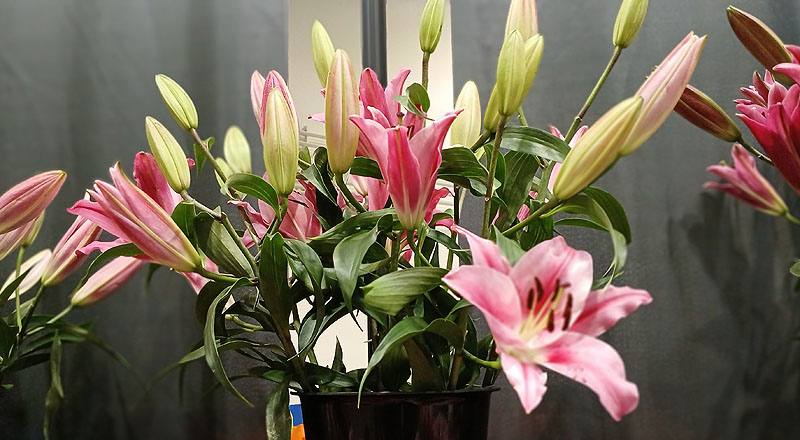 百合花美麗果花材實拍圖