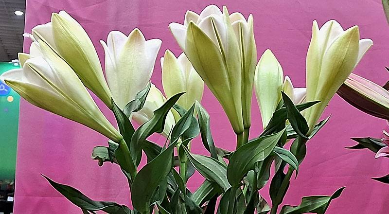 鐵砲百合 月光女神 實拍圖片2