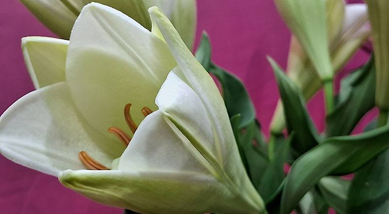 鐵砲百合 月光女神 實拍圖片3