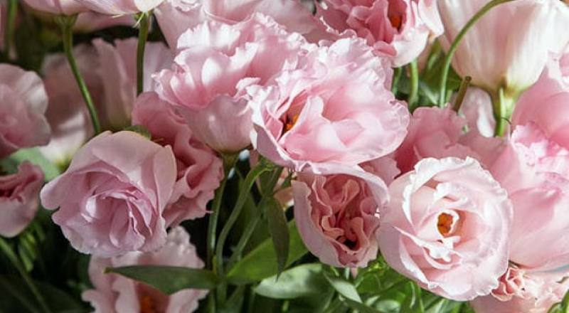 桔梗花可羅淺粉花材實拍圖