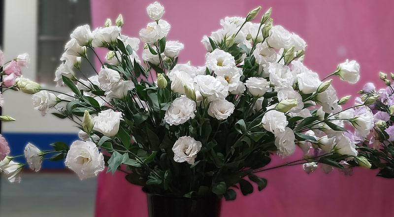 桔梗花名人華麗白花材實拍圖