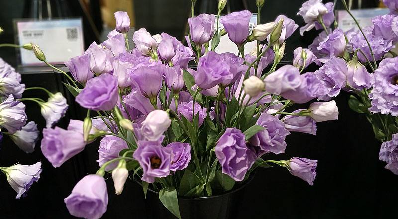 桔梗花羅西娜薰衣草紫花材實拍圖