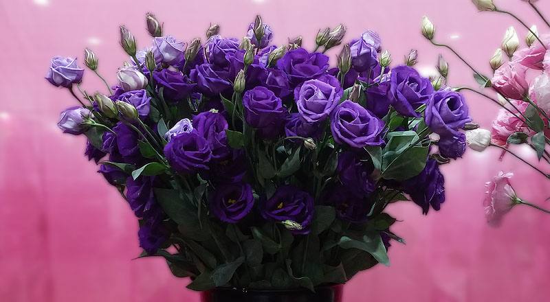 桔梗花羅西娜紫花材實拍圖