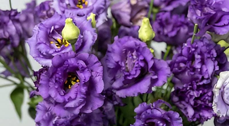 桔梗花順風紫花材實拍圖