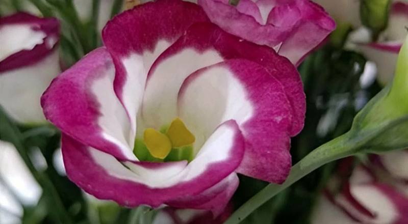 桔梗花雙瓣白紅邊花材實拍圖