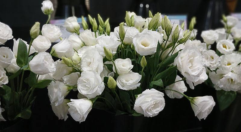 桔梗花新禧４雪白花材實拍圖