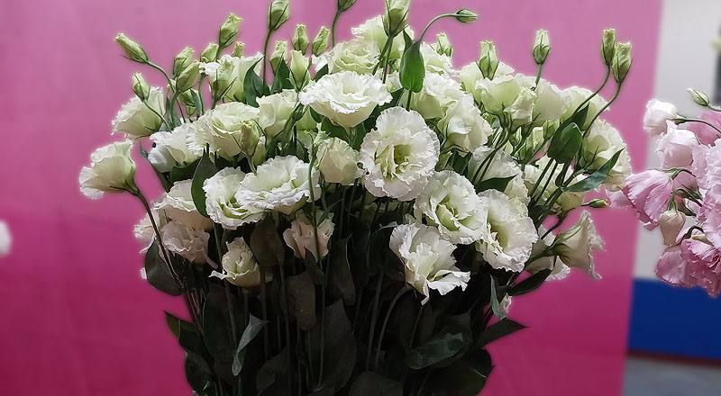 洋桔梗 雅典綠 實拍圖片1