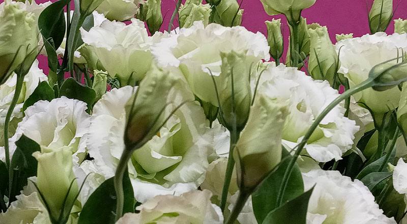 洋桔梗 雅典綠 實拍圖片8