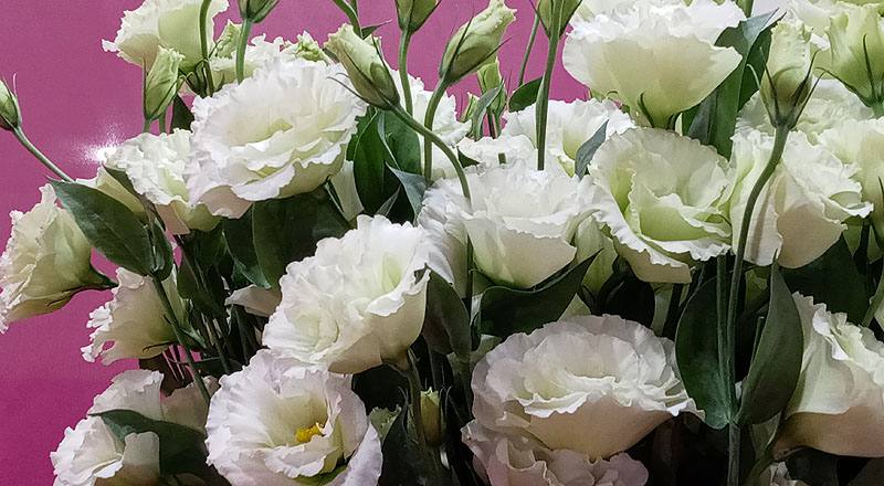 洋桔梗 雅典綠 實拍圖片2