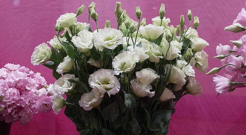 洋桔梗 雅典綠 實拍圖片9