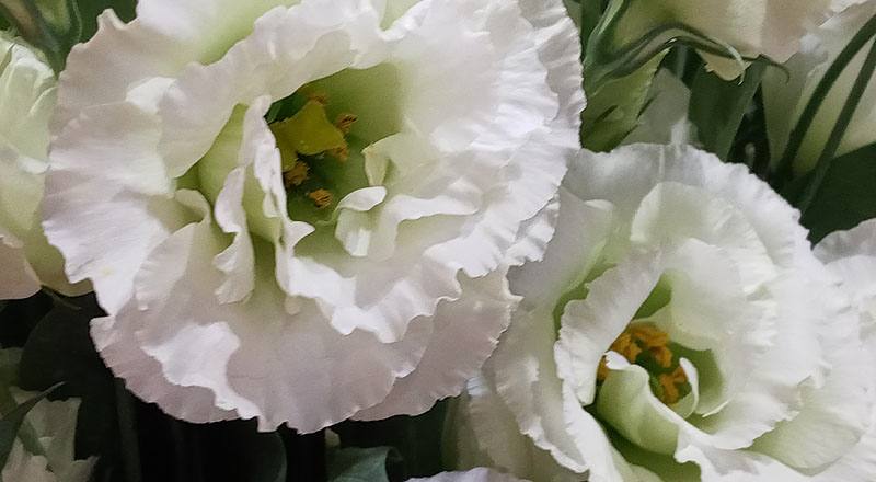 洋桔梗 雅典綠 實拍圖片5