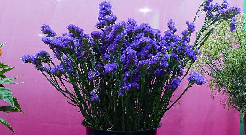 重量計花卉紫花材實拍圖