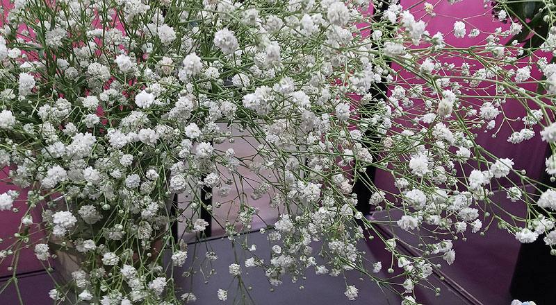 滿天星 白 實拍圖片4