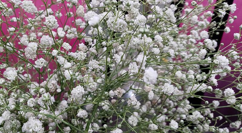 滿天星 白 實拍圖片3