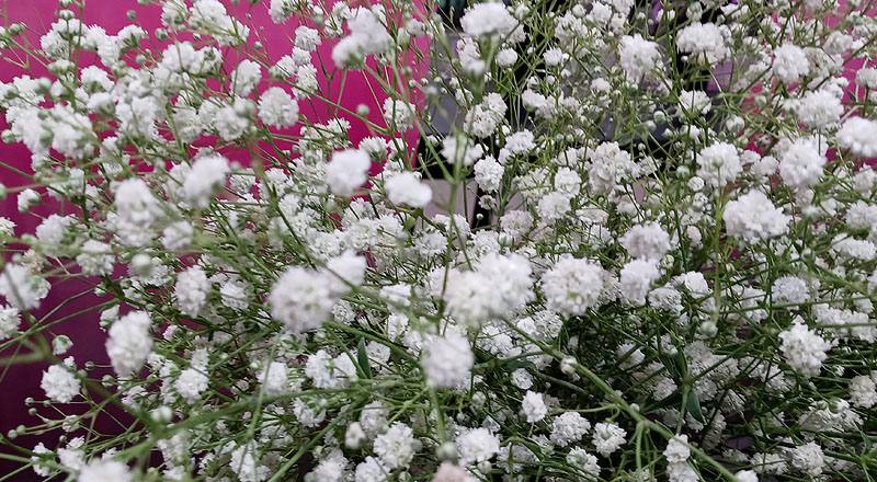 滿天星 白 實拍圖片2