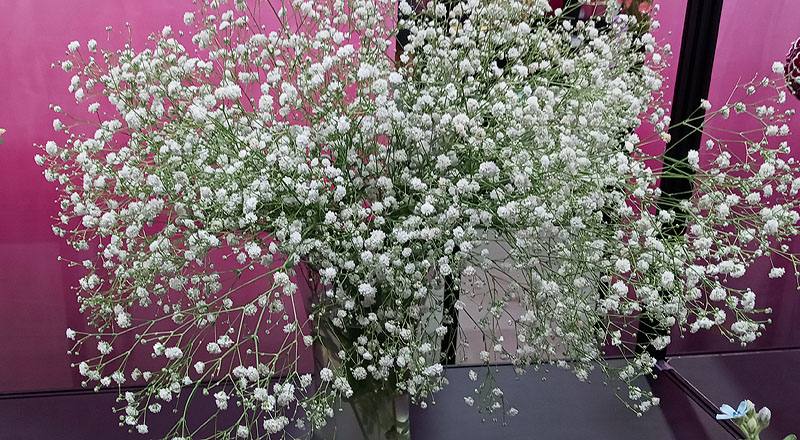 重量計花卉白花材實拍圖